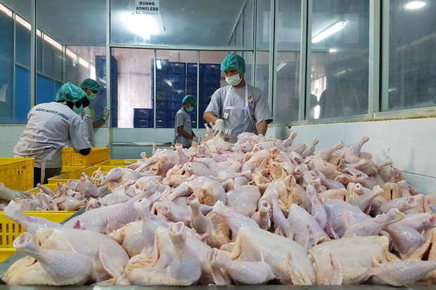 Peternakan ayam, salah satu lini bisnis Widodo Makmur Perkasa
