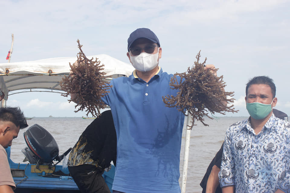Bisa Beri Cuan Besar, Bangka Tengah Dorong Budidaya Rumput Laut. (Foto: MNC Media)