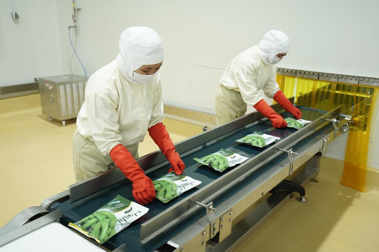 Diminati Jepang, Banyak Petani Tembakau Beralih Tanam Edamame (FOTO: MNC Media)