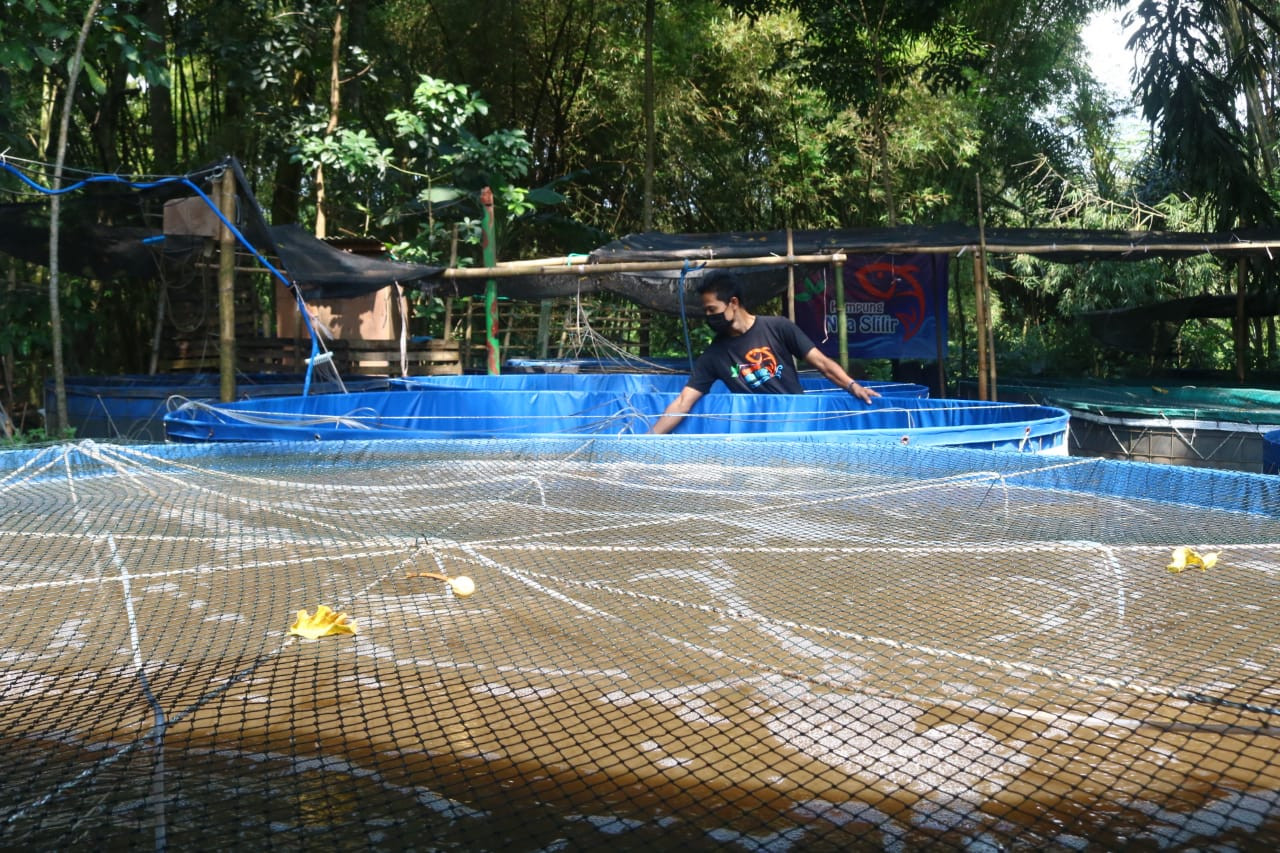 Awalnya Iseng, Karang Taruna di Malang Sukses Ternak Ikan Nila Saat Covid (FOTO: MNC Media)
