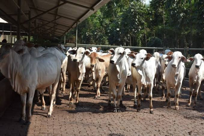 Jabar Kembalikan Hewan Ternak yang Terjangkit PMK ke Daerah Asal