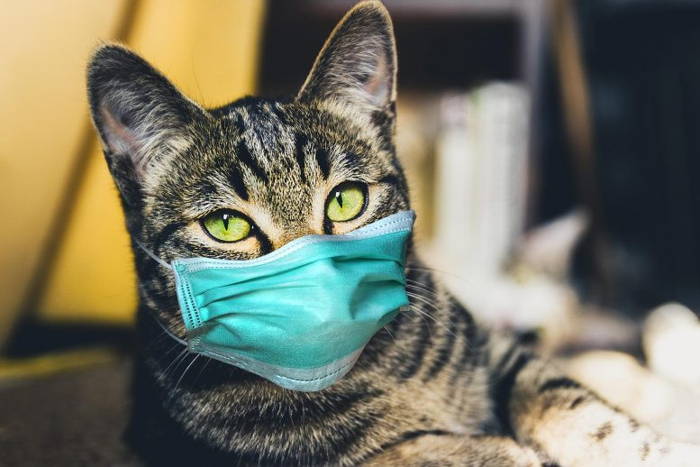 Epidemiolog Minta Hewan Peliharaan Ikut Isoman Saat Pemiliknya Terpapar Covid-19 (Dok.Okezone)
