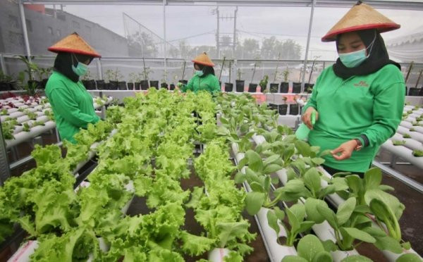 Bertani di Lahan Sempit? Ini Tips Urban Farming dari Kementan (Dok.MNC Media)