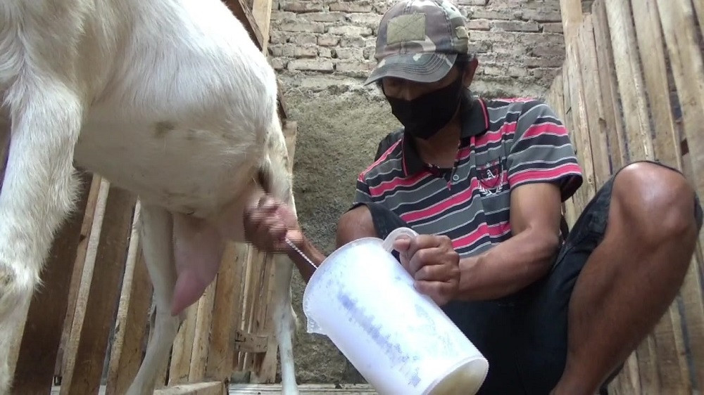 Permintaan Susu Melonjak saat Pandemi, Peternak Kambing di Purwakarta Kewalahan