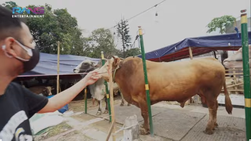 Wow, Raffi Ahmad Siapkan 10 Sapi dan 10 Kambing untuk Kurban, Beratnya Capai 1,3 Ton. (Foto: MNC Media)