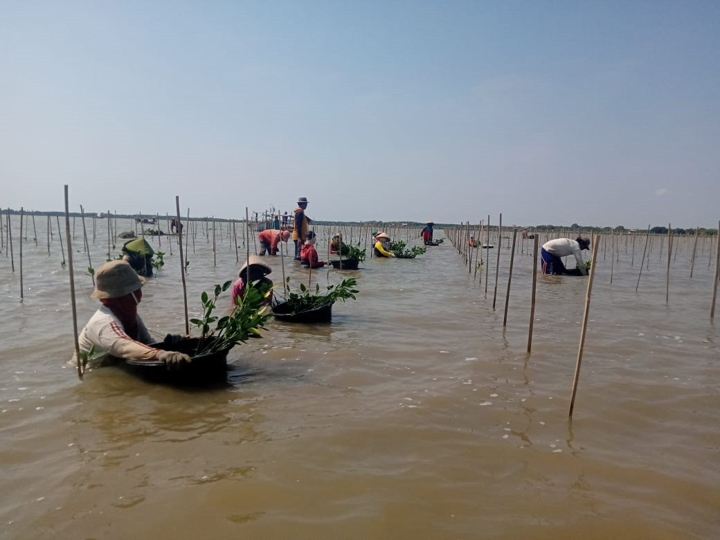 Presiden menargetkan rehabilitasi hutan mangrove di Kalimantan Utara bisa mencapai 600 ribu hektare dalam tiga tahun ke depan. 9foto: MNC Media)