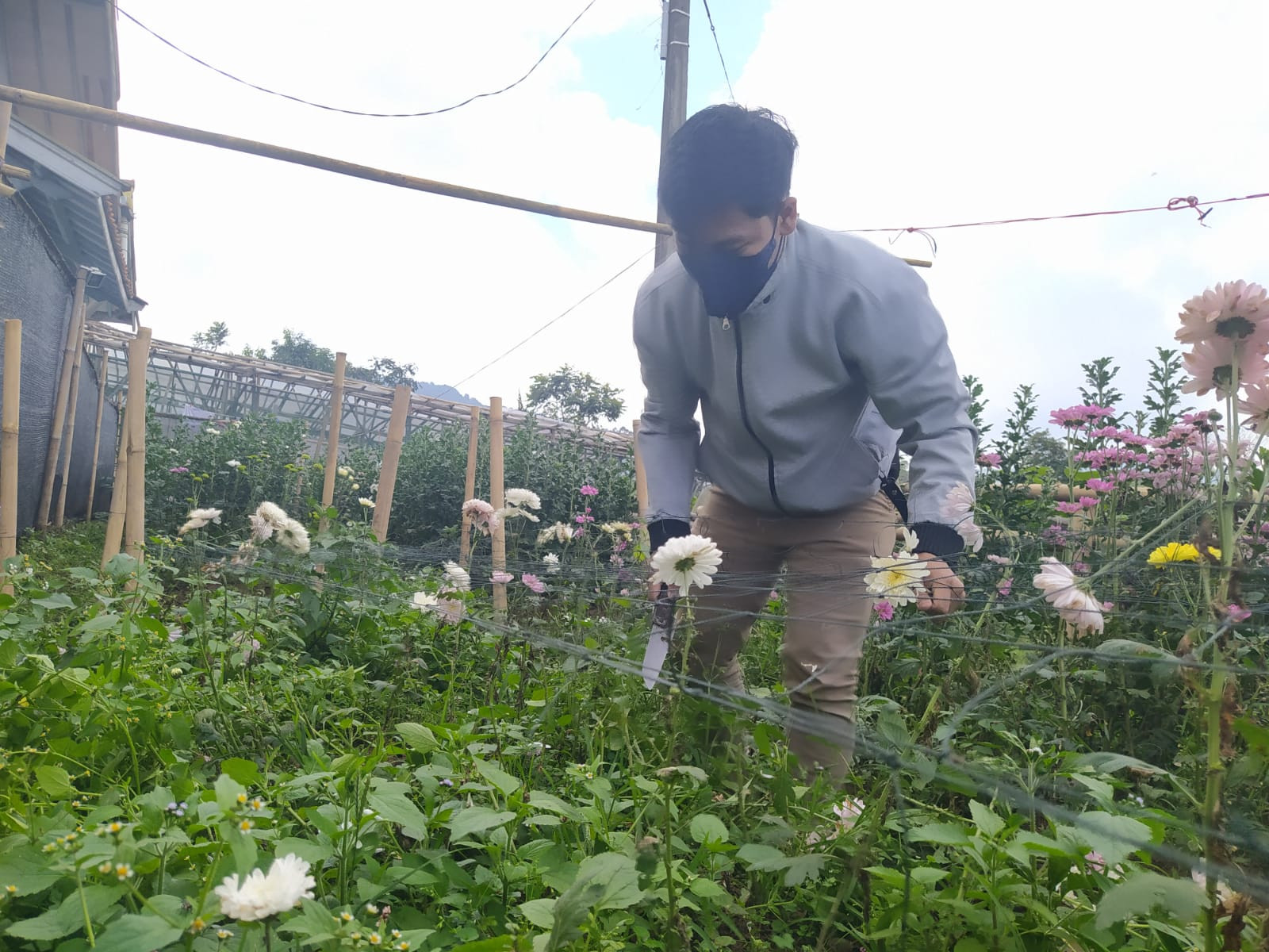 Rugi Jutaan Rupiah, Petani Bunga Hias Lembang: Hajatan Dilarang, Harga Jual Anjlok (Dok.Ist)