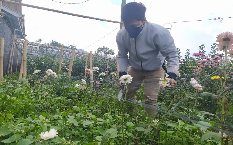 Terdampak PPKM, Petani Bunga Hias Lembang Batalkan Pesanan hingga Rugi Jutaan (FOTO:MNC Media)