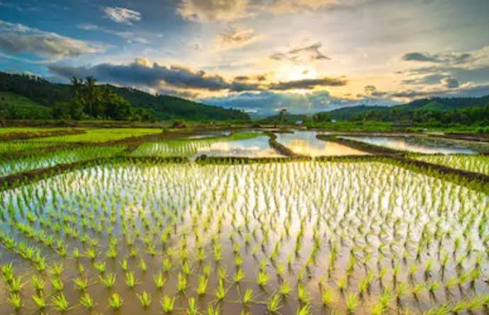 Kembangkan Digitalisasi Pertanian, ITDRI Telkom Gandeng Perusahaan Asal Jepang (Dok.MNC Media)