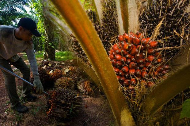 Kinerja Eagle (BWPT) Cemerlang, Cetak Pendapatan Rp1,36 Triliun hingga Juni 2021. (Foto: MNC Media)