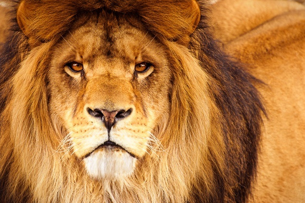 Ilustrasi singa (Foto: Freepik)