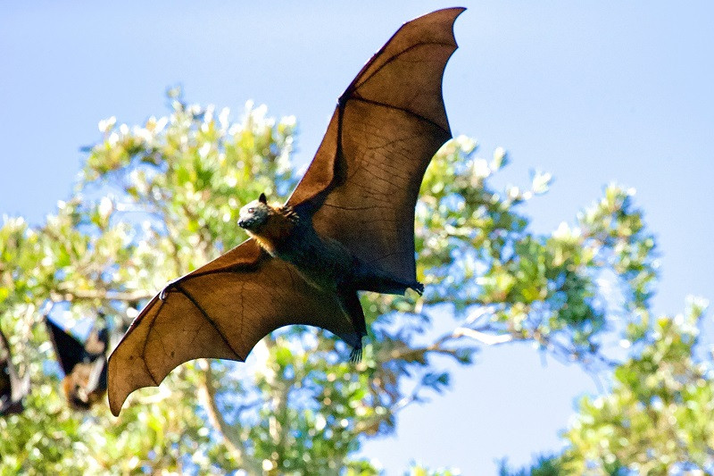 Kelelawar jadi inang virus Marburg (Ilustrasi Photo by James Wainscoat on Unsplash)
