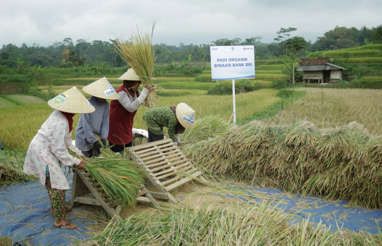 Perkuat Ketahanan Pangan, BRI (BBRI) Dukung Pengembangan Ekosistem Padi  (FOTO:MNC Media)