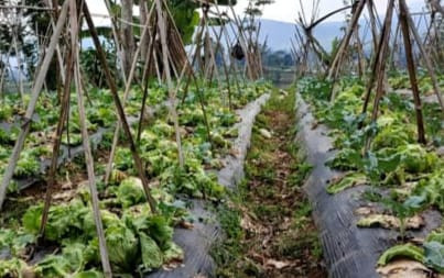 Harga Sayuran Merosot, Petani Rela Hasil Panennya Dijadikan Pakan Sapi(Dok.MNC Media)