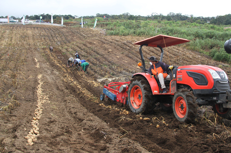 Panen Melimpah, Pemerintah Bakal Tambah 2000 Hektare Lahan di Food Estate Humbahas Sumut(Dok.Ist)