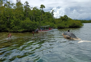 Kementerian KKP dan BLUD Kawasan Konservasi Daerah Raja Ampat menjajaki wisata budaya paus sperma. (Foto: MNC Media)