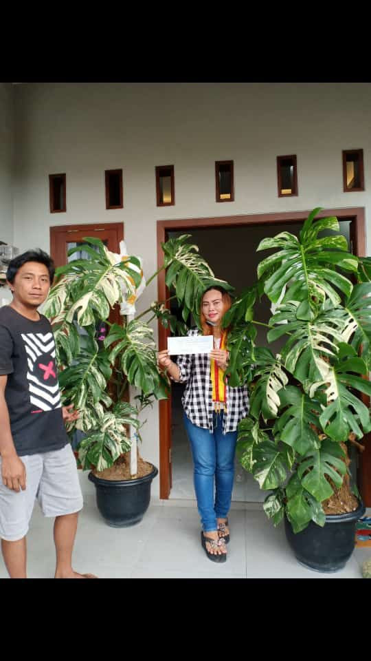 Heboh, Tanaman Monstera Variegata Dijual Seharga Rp225 Juta (FOTO:MNC Media)