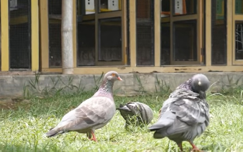 Burung bernama Jaguar itu laku  dijual Rp1,5 miliar.   (Foto: Youtube Merpati Lovers)