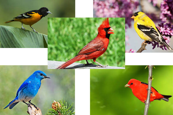 Bikin Elus Dada, Harga Burung Ini Ada yang Dijual hingga Rp30 Miliar (FOTO:MNC Media)