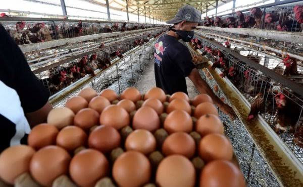 Harga Telur dan Cabai Tinggi, Inflasi Awal Tahun Melesat 0,62 Persen. (Foto: MNC Media)