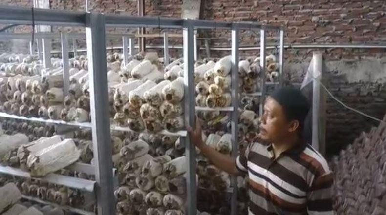 Petani jamur tiram di Kota Semarang Jawa Tengah memanfaatkan sistem robotik untuk meningkatkan produktivitas. (Foto: MNC Media)