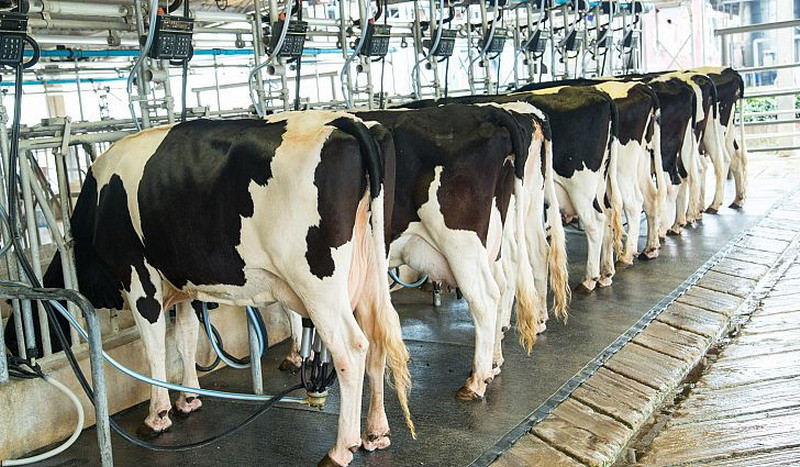 KemenkopUKM Dorong Peningkatan Produksi Susu Segar di Malang (FOTO:MNC Media)