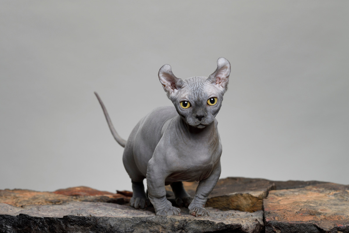Dwelf adalah jenis kucing tak berbulu yang dikenal juga dengan nama elf kerdil.