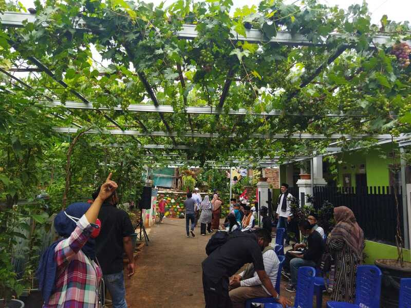Budidaya Anggur Ukraina dan Amerika, Kampung Munjul Siap Jadi Destinasi Agrowisata (Dok.MNC Media)