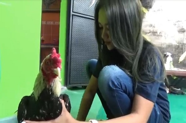 Wanita 22 Tahun Ini Sukses Ternak Ayam Jago, Pembelinya dari Sabang hingga Marauke (FOTO:MNC Media)