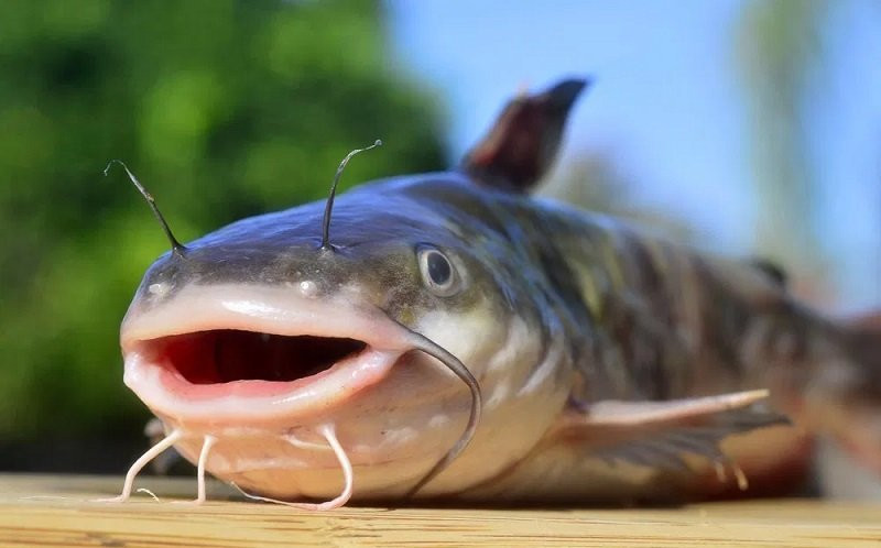 Ikan Lele