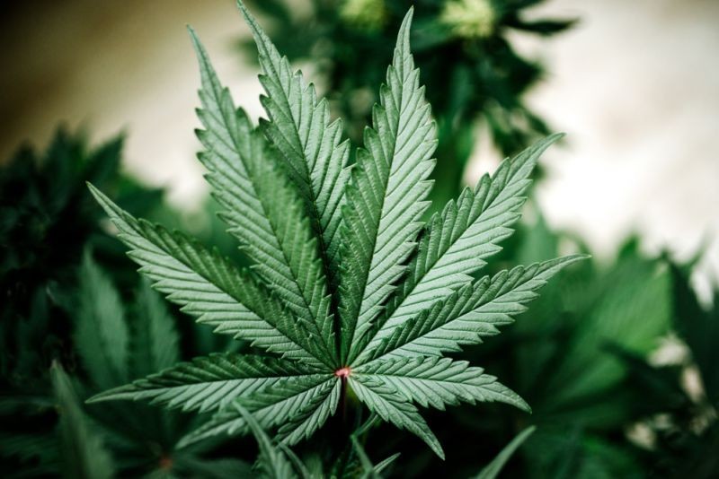 Bea Cukai Gagalkan Pengiriman 13 Kilogram Ganja Melalui Jasa Ekspedisi. (Foto: MNC Media)