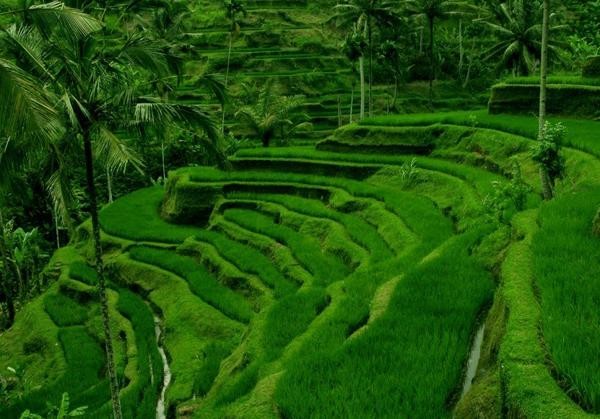 Ubud Raih Gelar Kota Wisata Terbaik ke-4 di Dunia (Dok.MNC Media)
