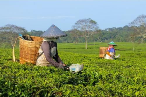 Indonesia Pasok 45.265 Ton Teh Dunia, Kontribusi Petani Rakyat Dinilai Belum Maksimal (foto: MNC Media)