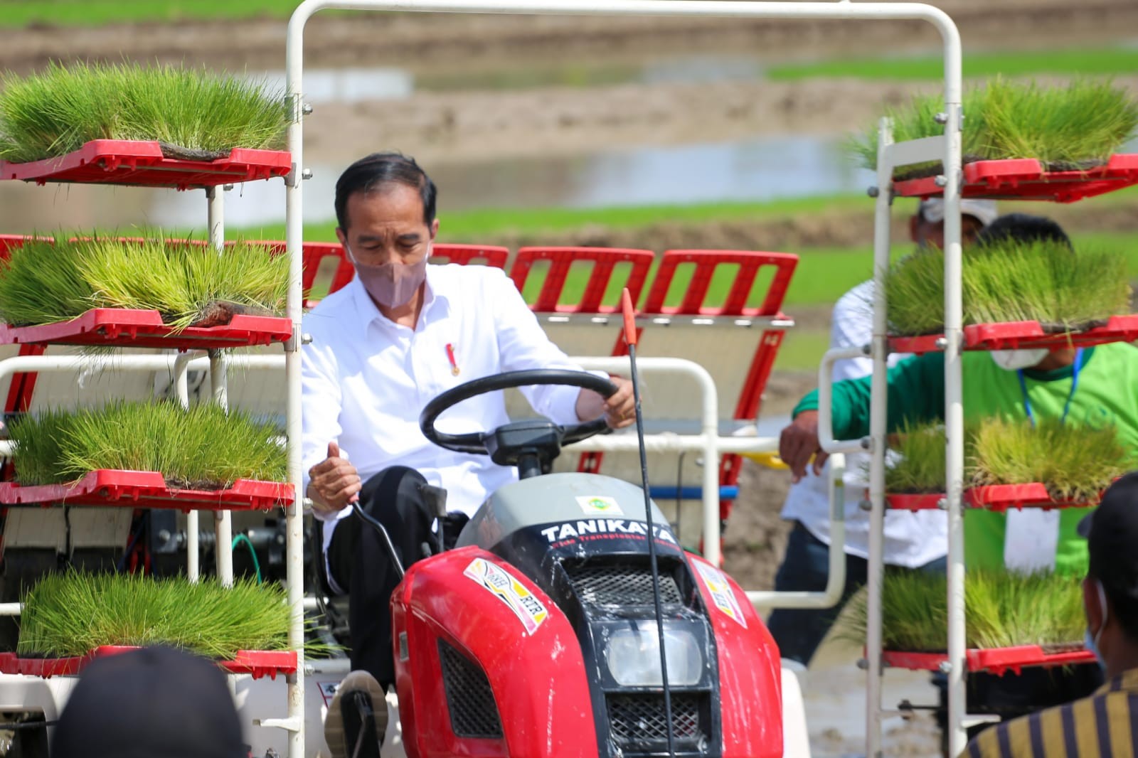 Presiden Joko Widodo (Jokowi) menyatakan bahwa produksi padi secara nasional dalam kondisi optimal.  (Foto: MNC Media)