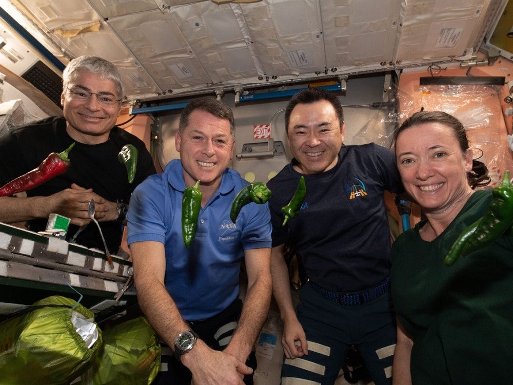 Pecahkan Dua Rekor, NASA Panen Cabai di Luar Angkasa