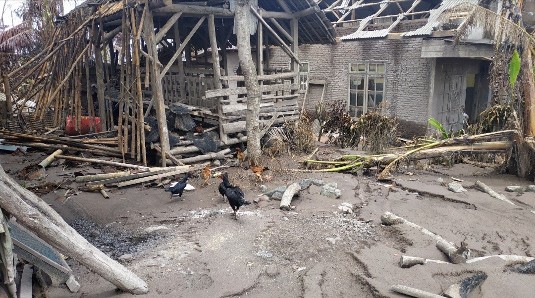 Dampak Erupsi Semeru, Miris! Ratusan Ayam Petelur Dijual Murah (FOTO:MNC Media)