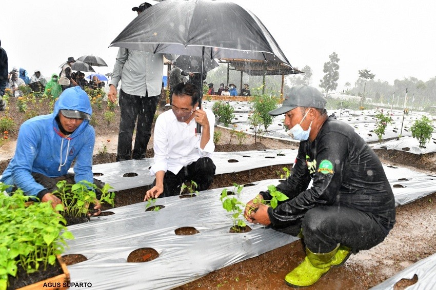Pemerintah Kembali Buka Keran Ekspor CPO, Petani Sawit: Terima Kasih, Pak Jokowi! (foto: MNC Media)