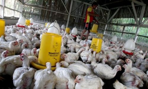 Takjub! TKI Ini Punya Peternakan Ayam di Arab Saudi