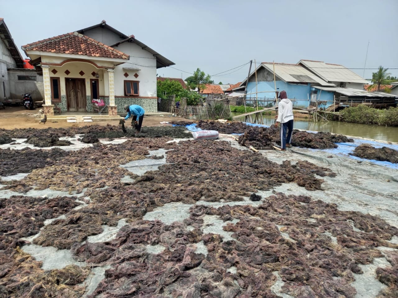 Panen Cuan, Transaksi Bisnis Rumput Laut di Karawang Tembus Rp6 Miliar Setahun (Dok.Ist)