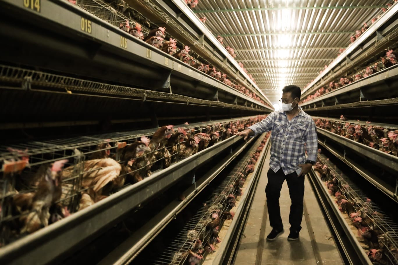 Menteri Pertanian, Syahrul Yasin limpo, memastikan bahwa stok telur ayam cukup. (Foto: MNC Media)