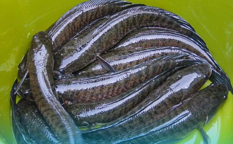 Kementerian Kelautan dan Perikanan (KKP) berupaya mewujudkan pembangunan kampung perikanan budidaya tawar, payau dan laut berbasis kearifan lokal. (Foto: MNC)
