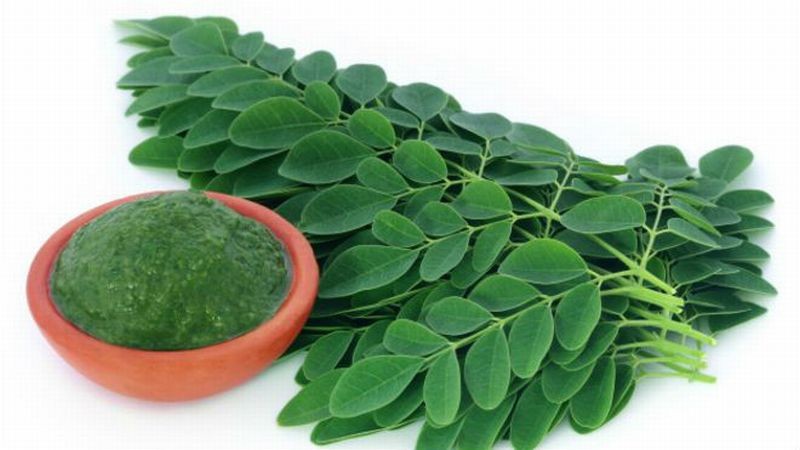Produksi Capai 200 Ton per Hari, Teh Daun Kelor NTB Siap Ekspor ke Madrid (Dok.okezone/shutterstock)