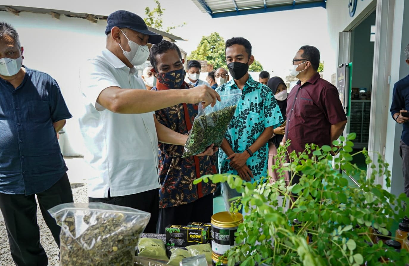 Produk pertanian seperti daun kelor, menjadi salah satu komoditas pertanian unggulan ekspor asal Nusa Tenggara Barat (NTB). (Foto: MNC Media)