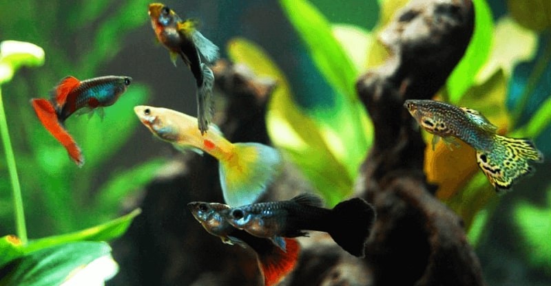 Mau Cuan dari Hobi? Intip Bisnis Ikan Guppy Termahal (Dok. Okezone/smartaquarium)