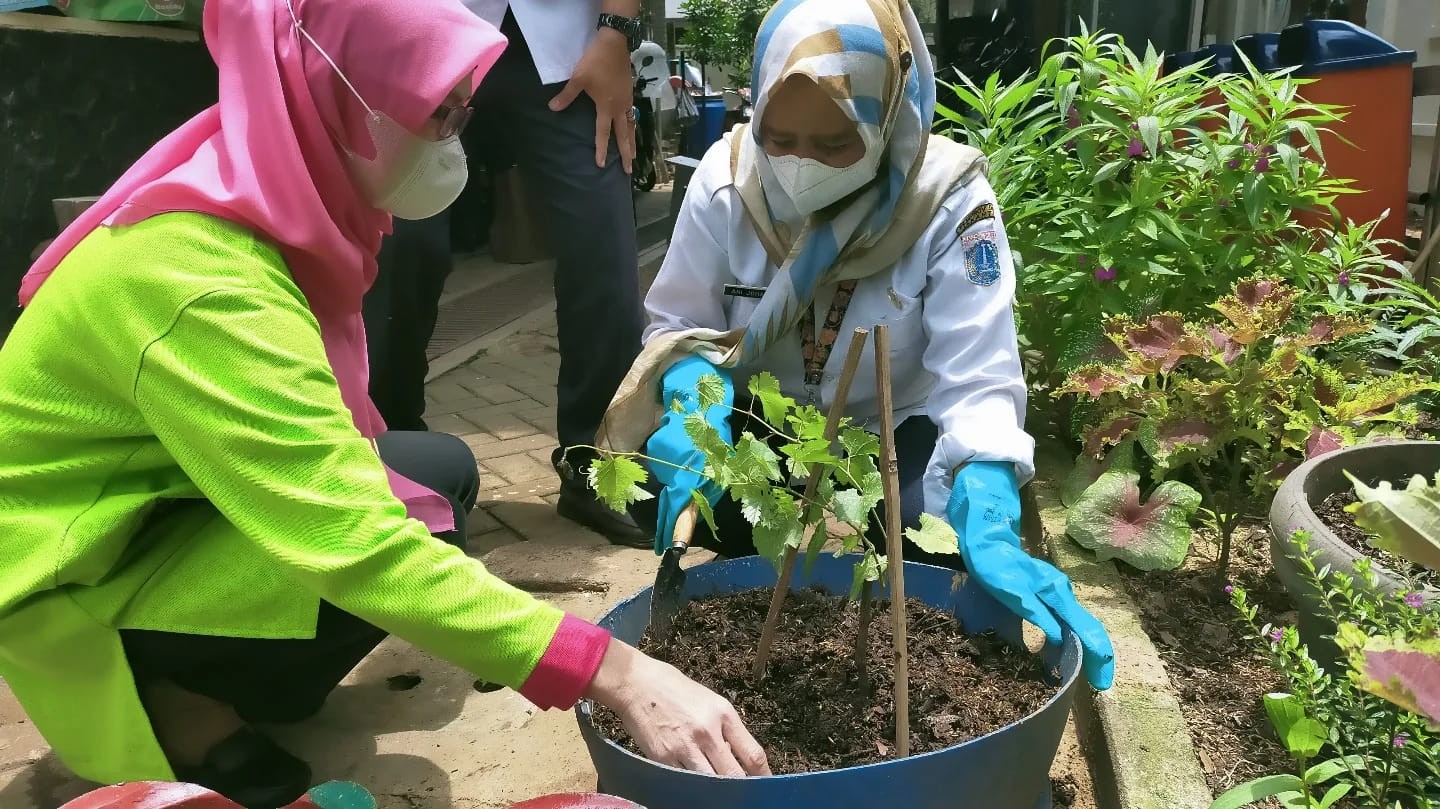 Pemerintah Kota Jakarta Timur mendorong penanaman dan budidaya anggur untuk meningkatkan roda perekonomian bagi warga sekitar.  (Foto: MNC Media)