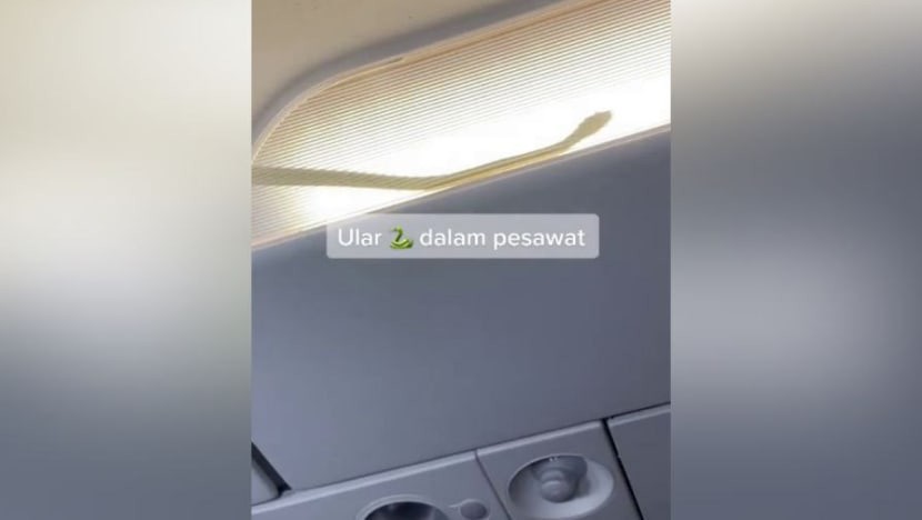 Heboh Ular di Kompartemen Pesawat, Ini Penjelasan AirAsia. (Foto: TikTok/edal8808)