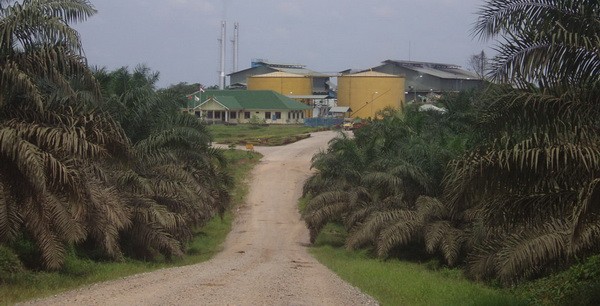 Respons Kebijakan DMO dan DPO, Astra Agro (AALI): Suka Tidak Suka Kami Dukung. (Foto: MNC Media)