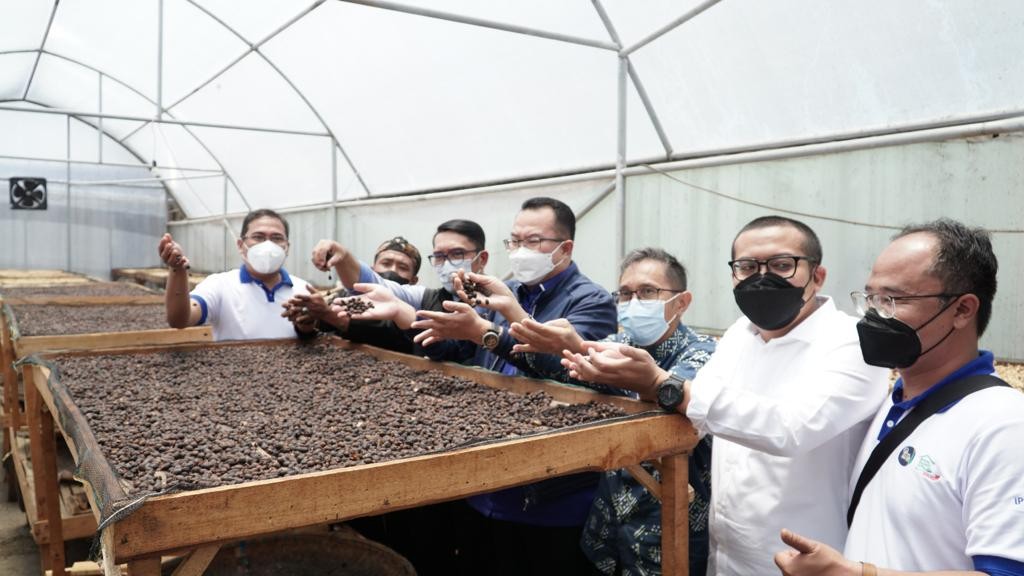 Petani milenial di Desa Mekarsari, Kecamatan Cikajang, Kabupaten Garut sukses mengekspor kopi ke Belanda.  (Foto: MNC Media)