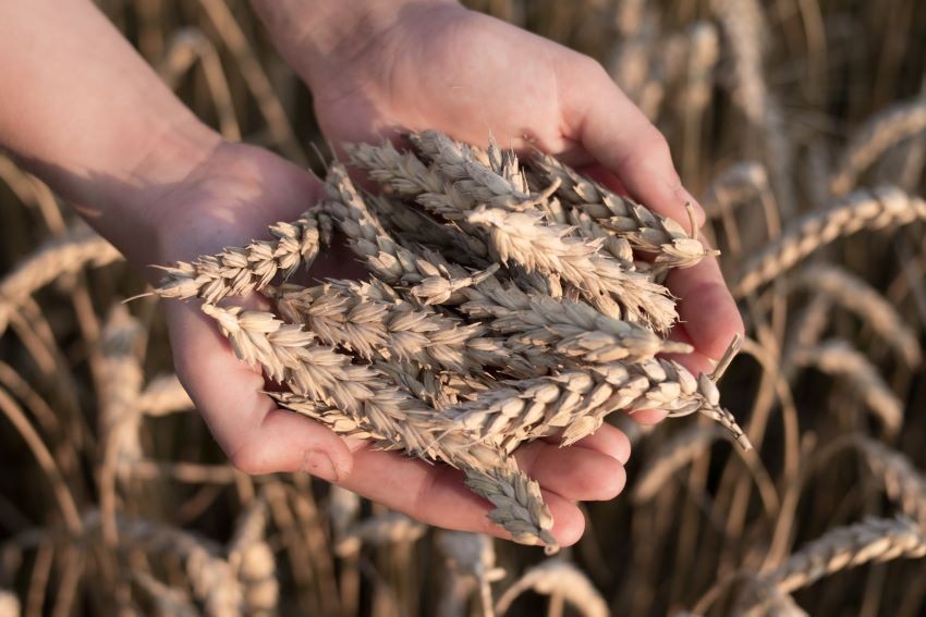 Polandia, Hongaria Larang Impor Biji-bijian dan Makanan dari Ukraina. (Foto: MNC Media)