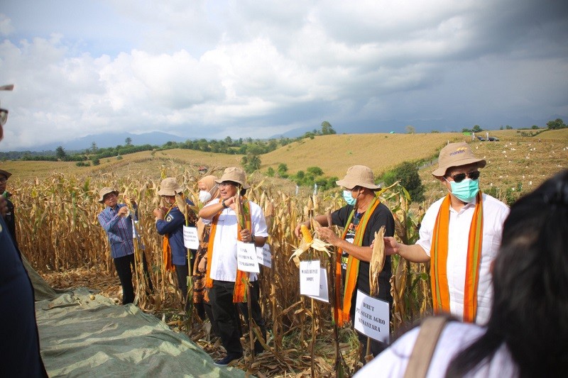 Dorong Swasembada Pangan, Bank Mandiri Kembangkan Petani Jagung Kabupaten Dompu. (Foto: Dok Bank Mandiri)